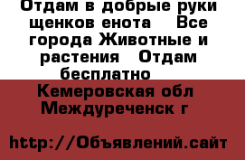 Отдам в добрые руки щенков енота. - Все города Животные и растения » Отдам бесплатно   . Кемеровская обл.,Междуреченск г.